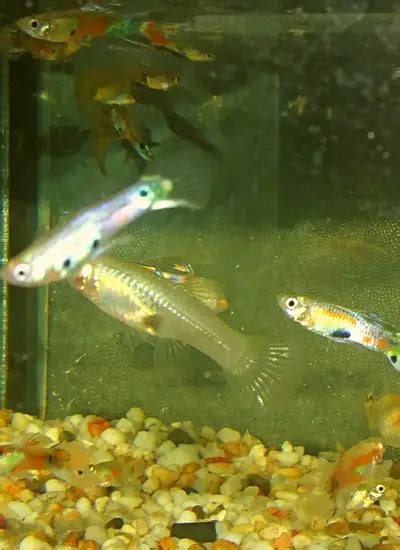 best food for guppies|Top 15 Best Foods for Guppies in 2023 .